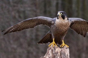 Standort Langenhagen