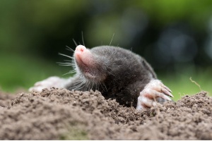 Wir wühlen uns da durch