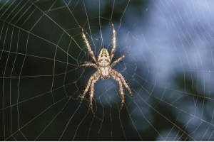 Alle Fäden in der Hand